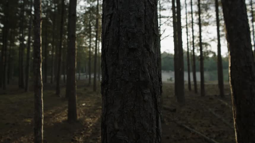 Light shines through a pine forest