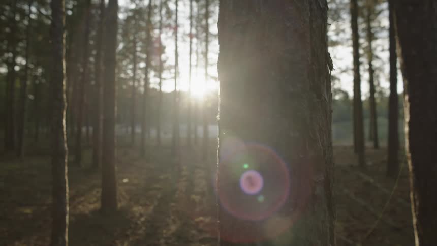 The sun shines over the water and through the trees