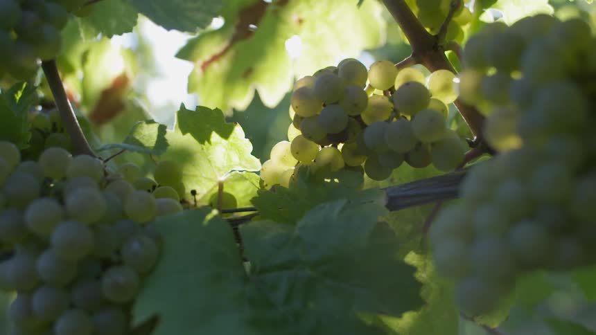Sun shines through wine leaves on tree - Vineyard