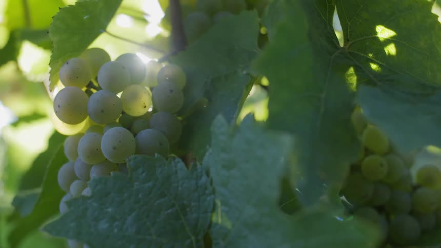 Grapes hang on vines in the sun
