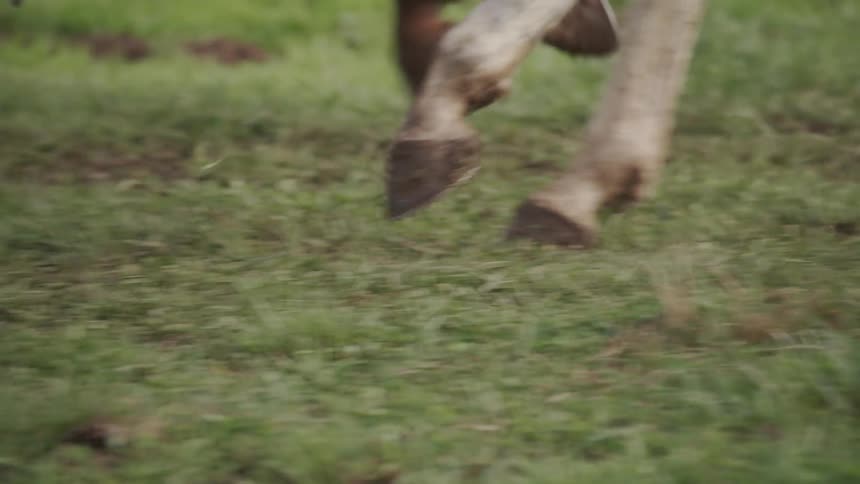 The animals are walking together on the grass