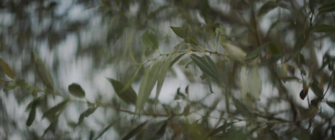 Tree with leaves on it