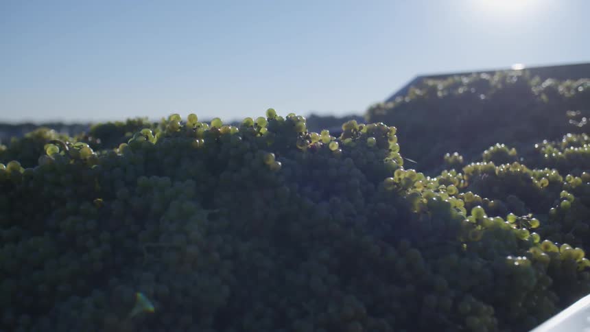 Grapes on a sunny day