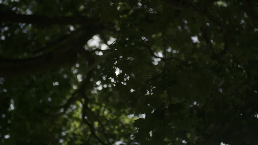 Tree branches and leaves blow in the breeze