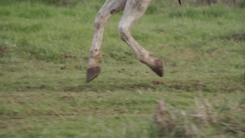 Horses gallop in the grass