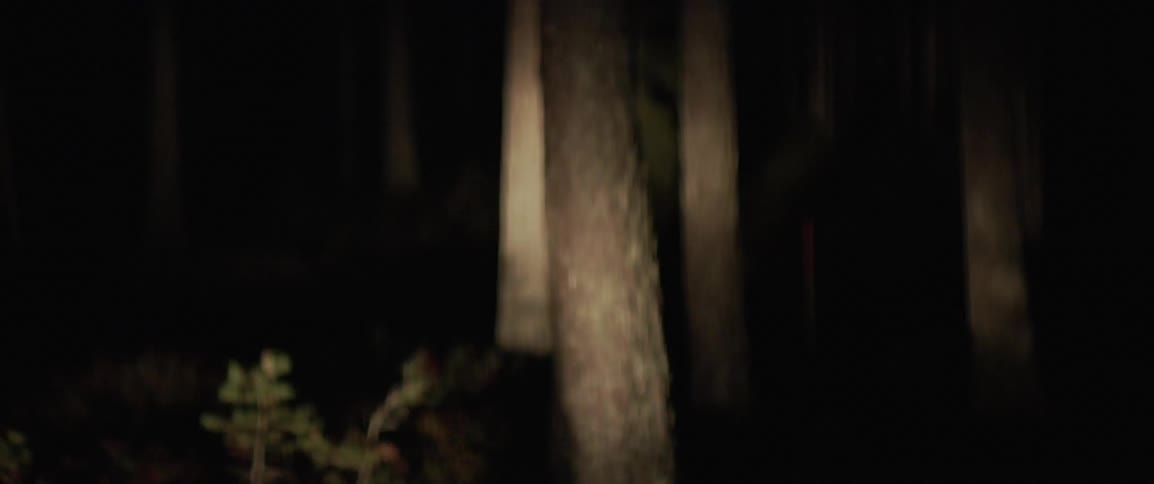 Lights shine on the trees in the forest