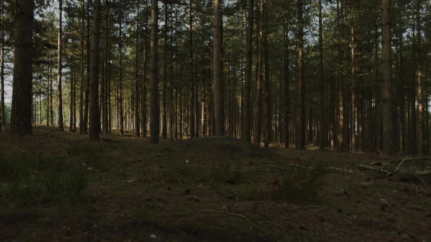 The hill leads to a dense forest