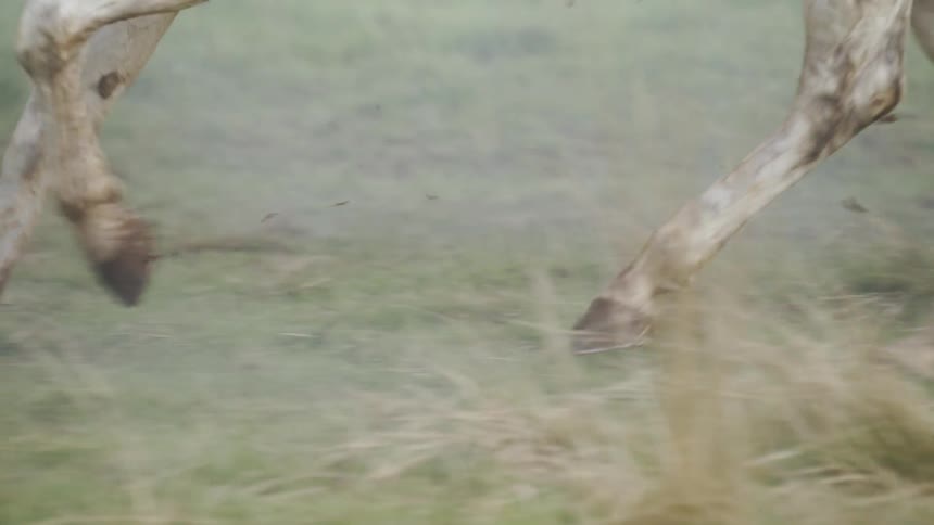 Horse legs gallop in a field