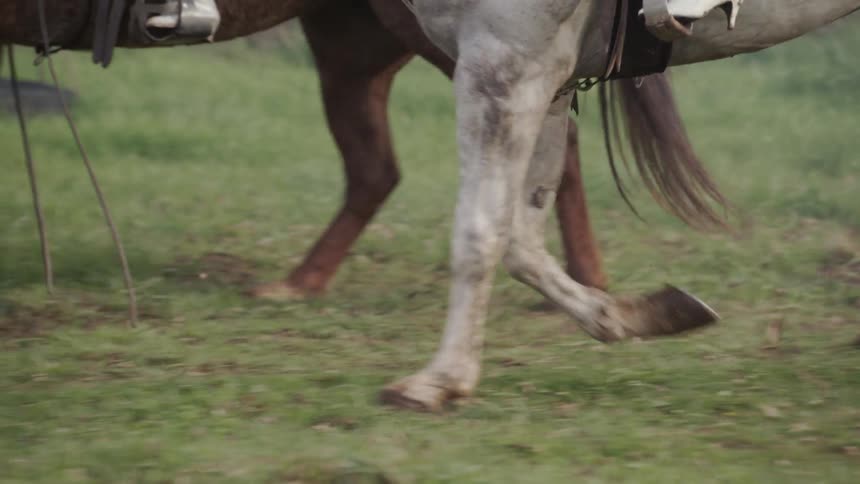 Horses are galloping through the grass