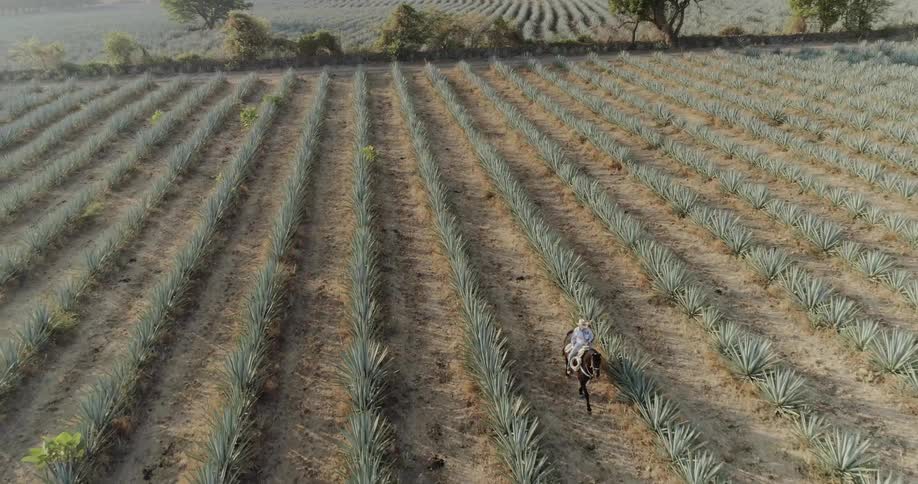 Person rides a horse through rows of crops in an agave field
