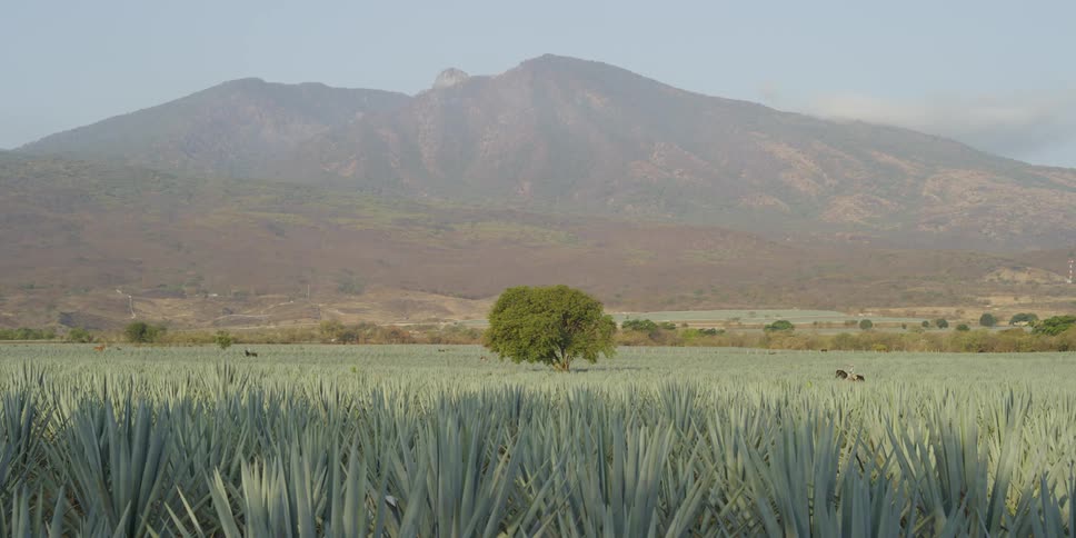 Person in the distance rides through an agave field