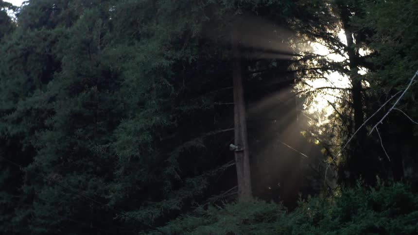 The sun shining through pine trees