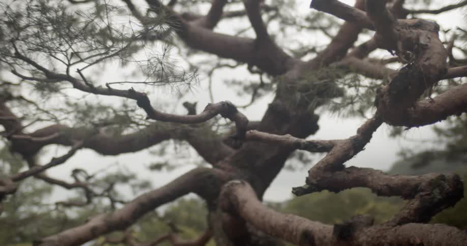 Gnarled branches of a tree on a cloudy day
