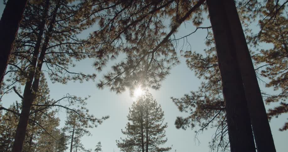 Sun shines through tall trees