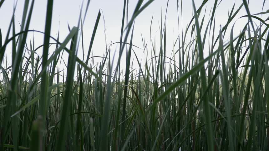 The grass is very tall on the field