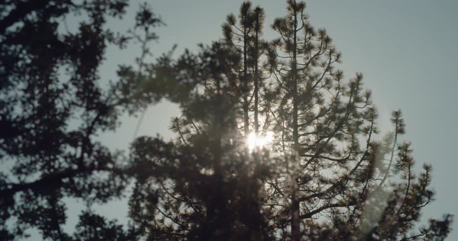 Sunlight shines through tall trees