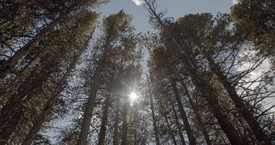 Sunlight shines through tall forest trees