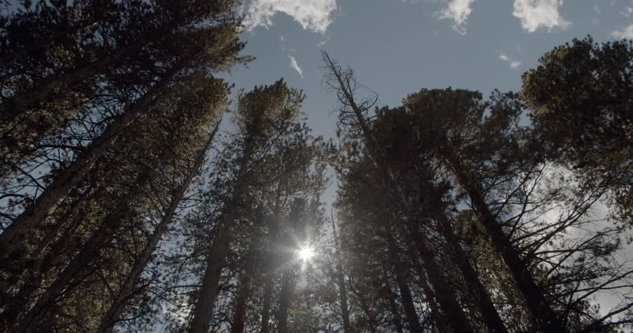Sun shines through tall trees