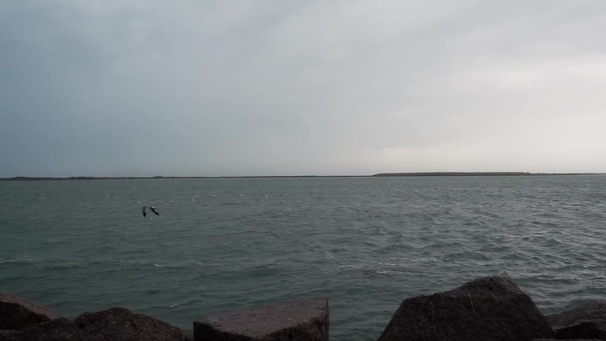 Bird flies over a large body of water