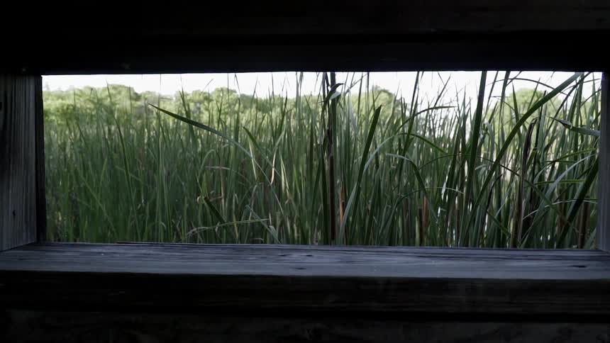 Grass grows next to a wood fence