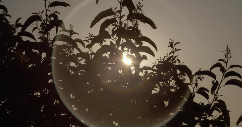 The trees block the setting sun
