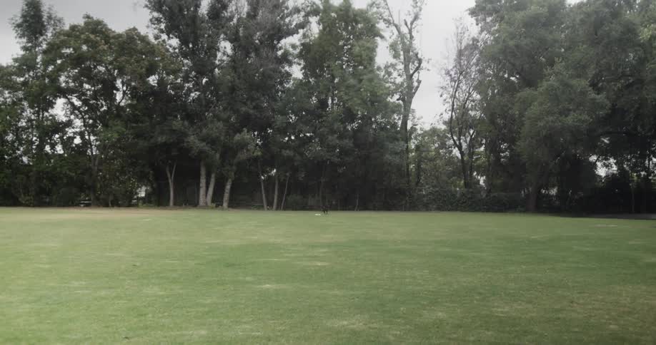Dog chases after a circular disc as it runs in the field