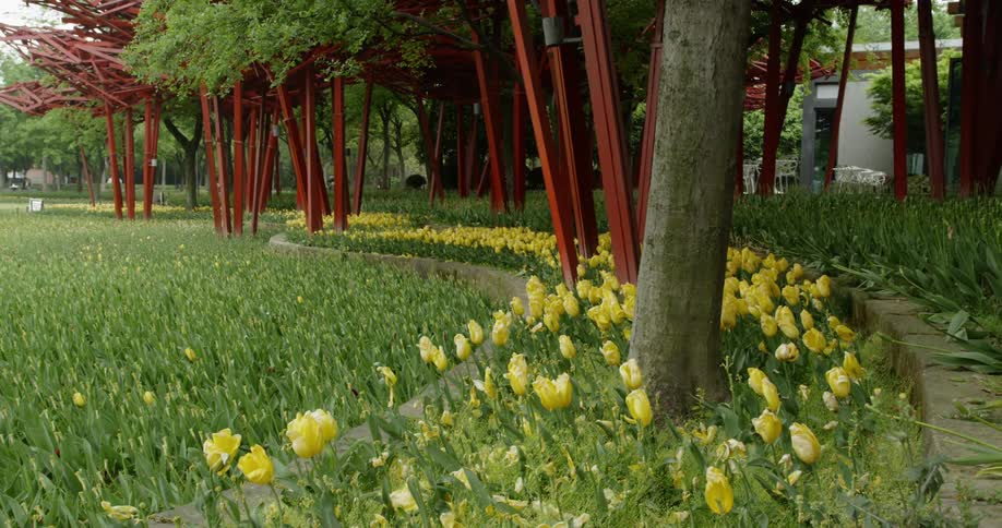 Yellow tulips line a garden path