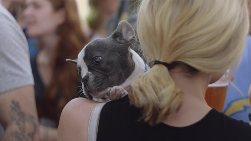 A dog resting in someone's arms