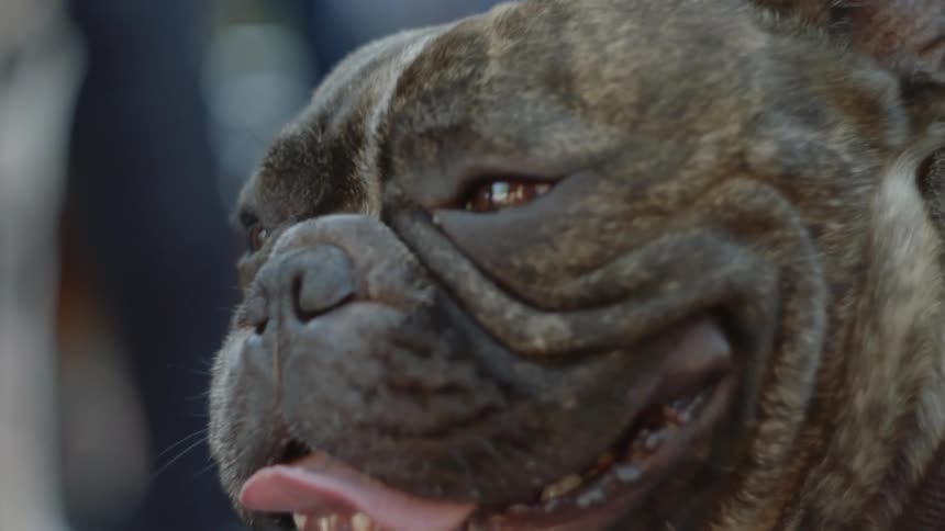 A happy dog