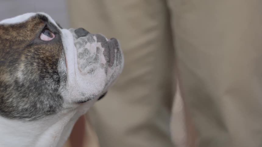 A dog looks upwards