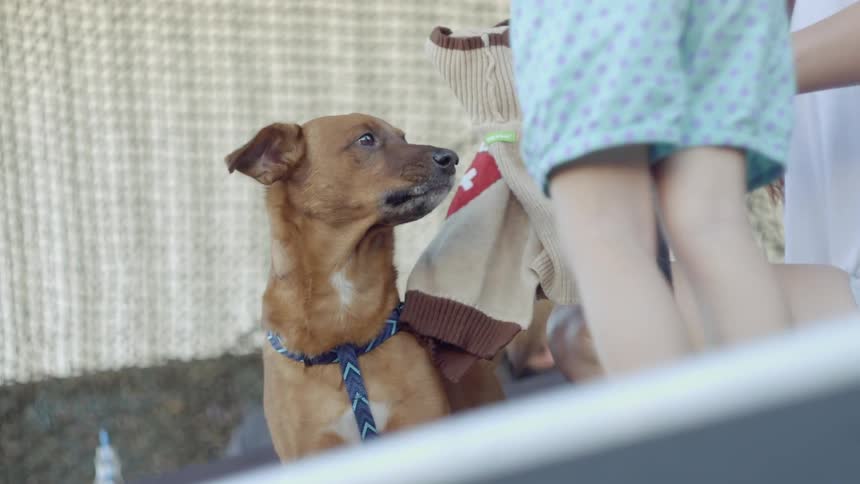 Dogs Festival