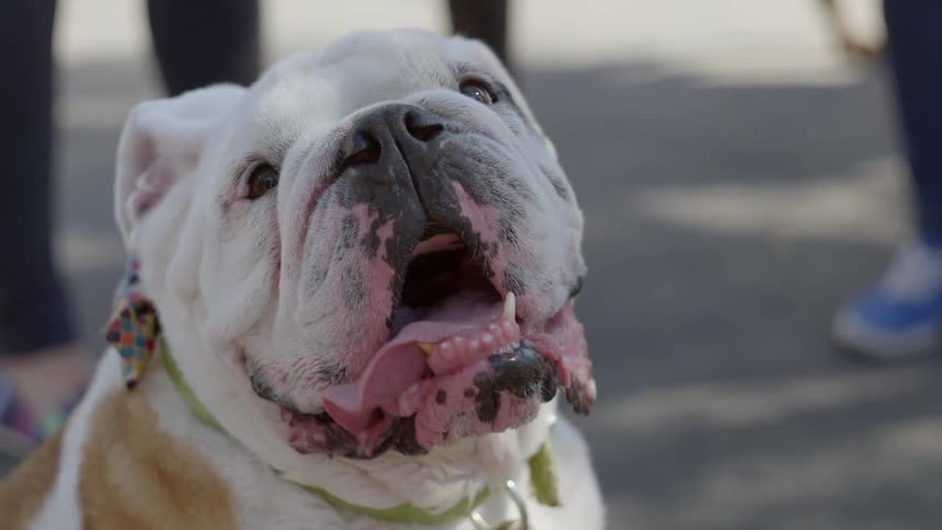 A dog's floppy tongue