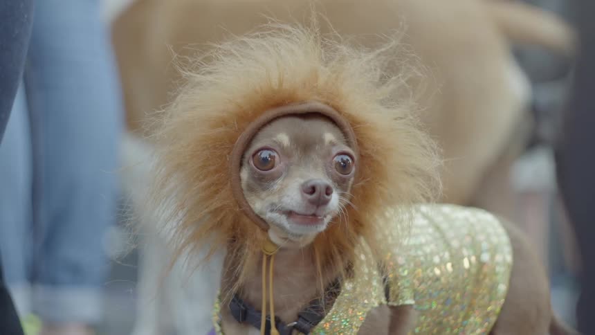 Chihuahua wears lion mane costume
