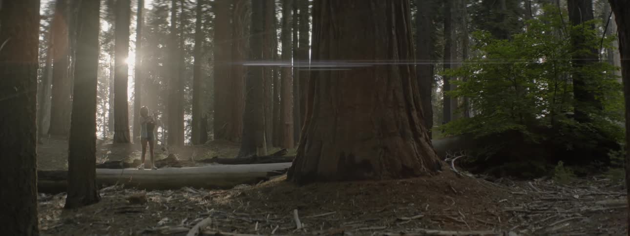 Woman is walking on fallen log in redwood tree forest