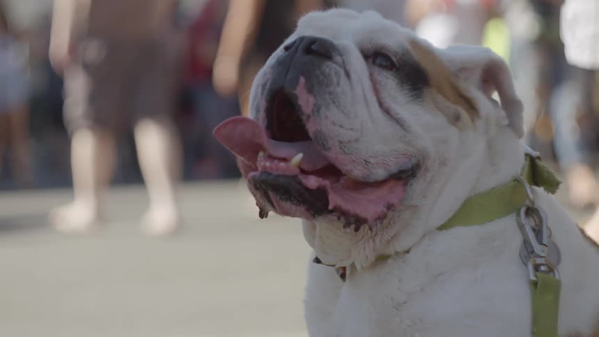 A bulldog panting