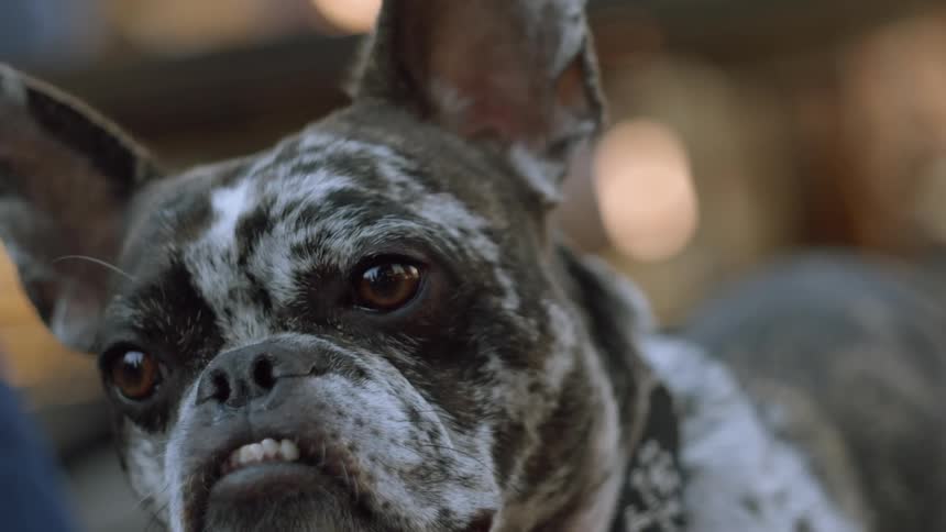 A bulldog looking around
