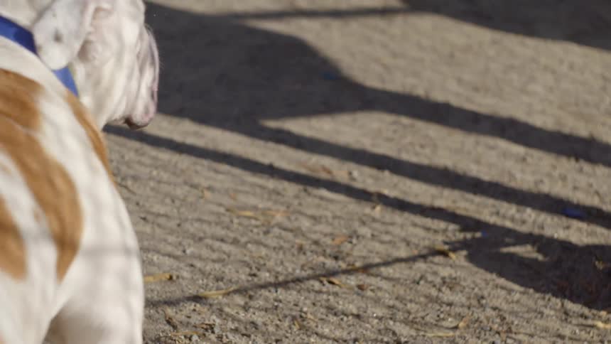 A dog wearing a leash