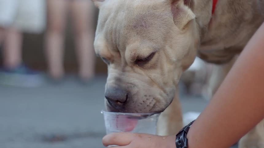 A dog drinks from a glass of water