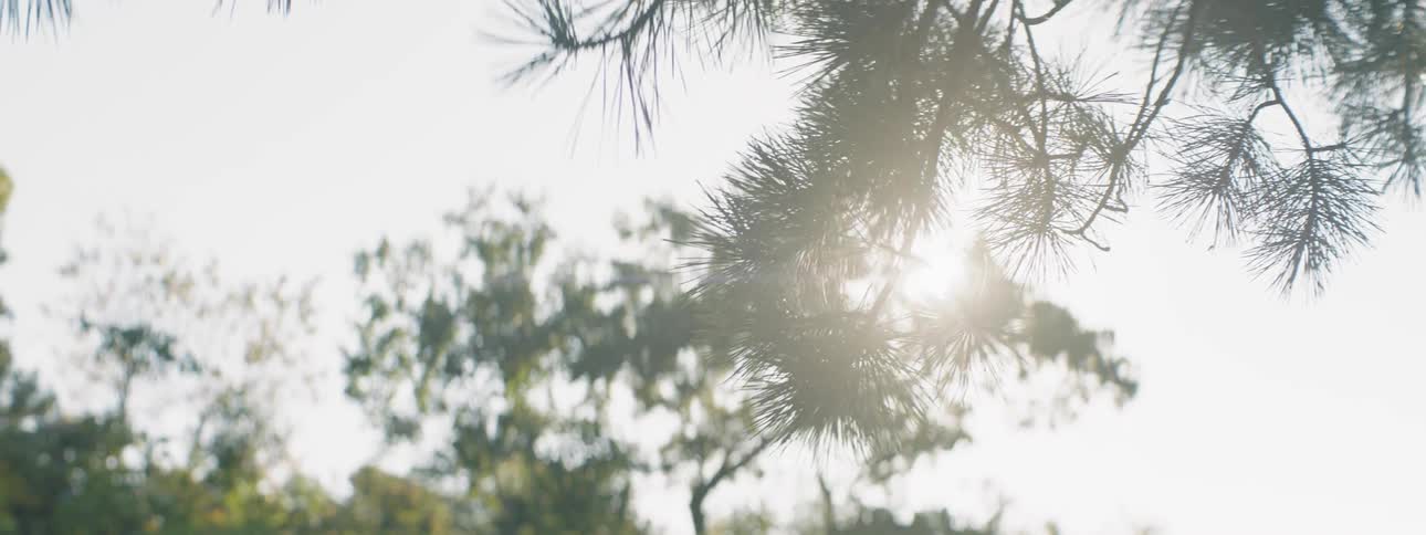 Sunlight shines through tree branches