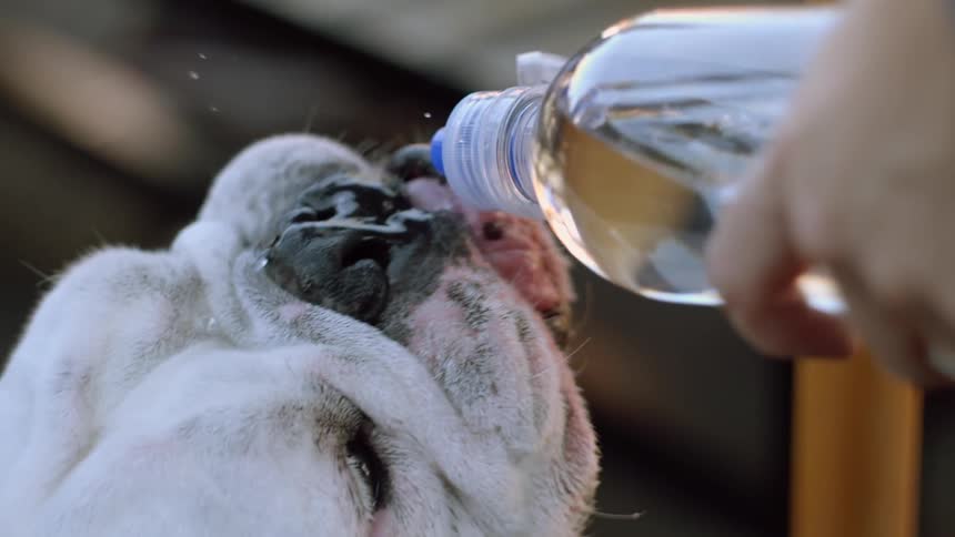 A dog drinks water from a bottle