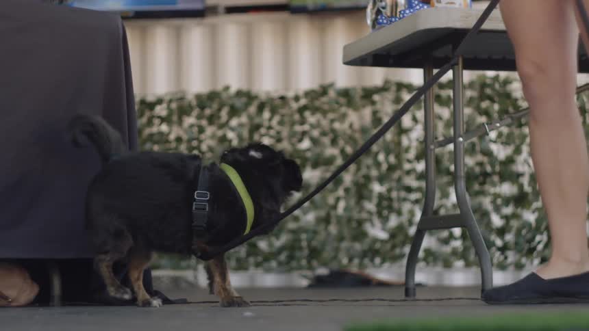 A dog on a leash