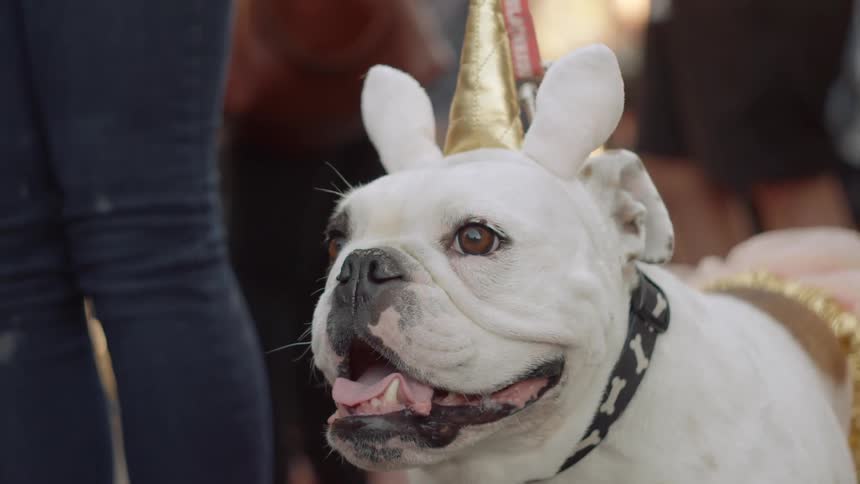 Dog wearing a hat