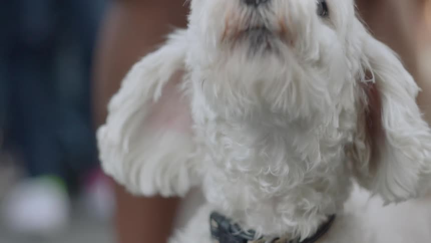 A dog barking