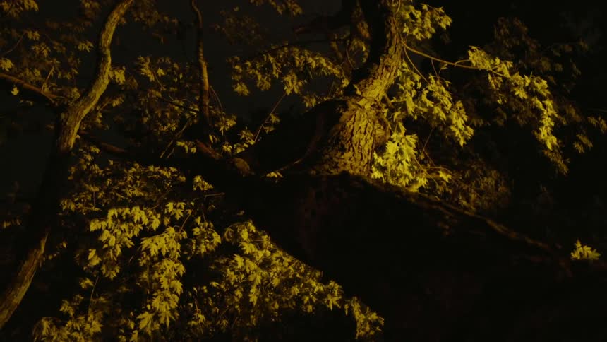 Flashing light shines on a tree and its branches and leaves