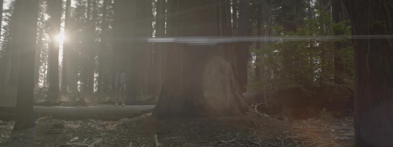 Tall trees stand in the forest