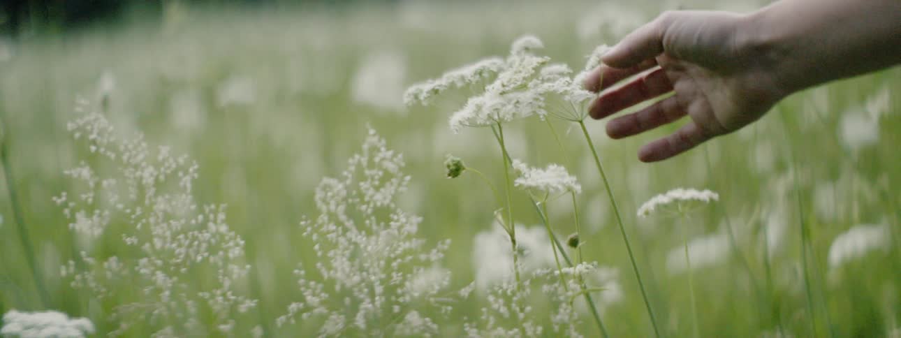 A person is running their hand across flower blossoms in a field in daylight