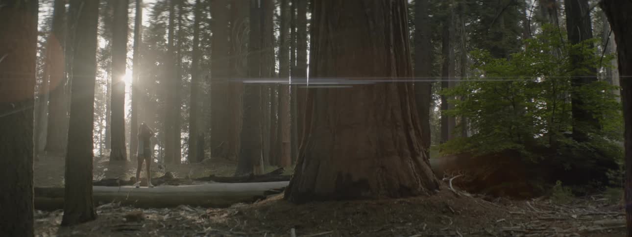 Woman Taking Pictures In Forest