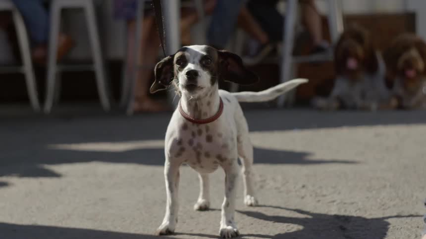 A dog excited to see something