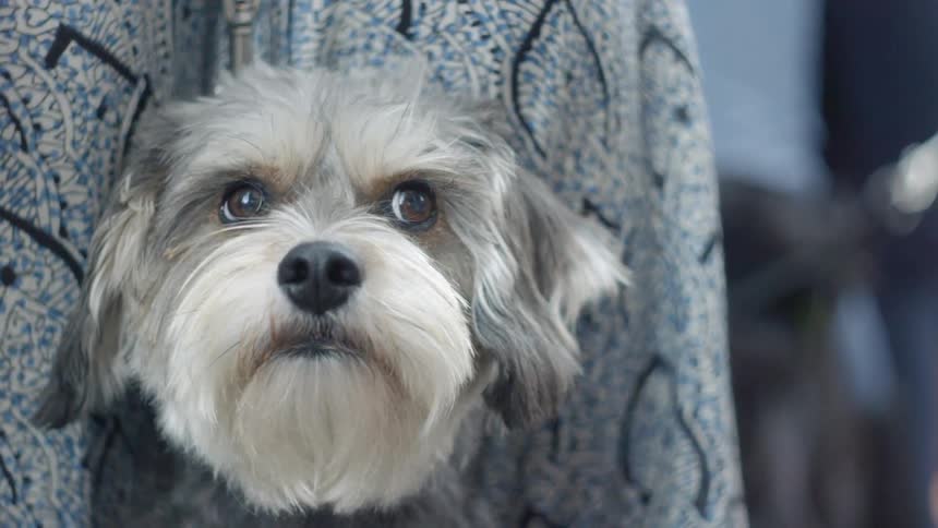 A dog looking at something