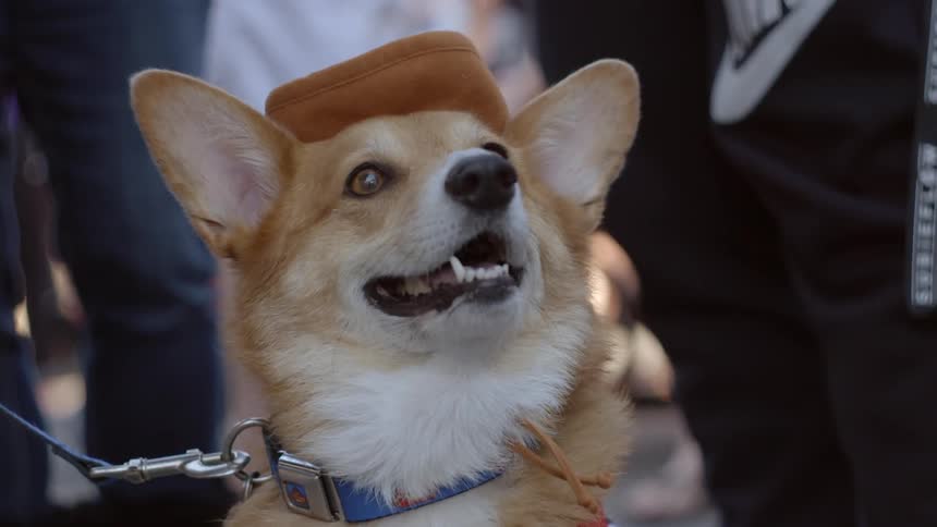 A happy dog